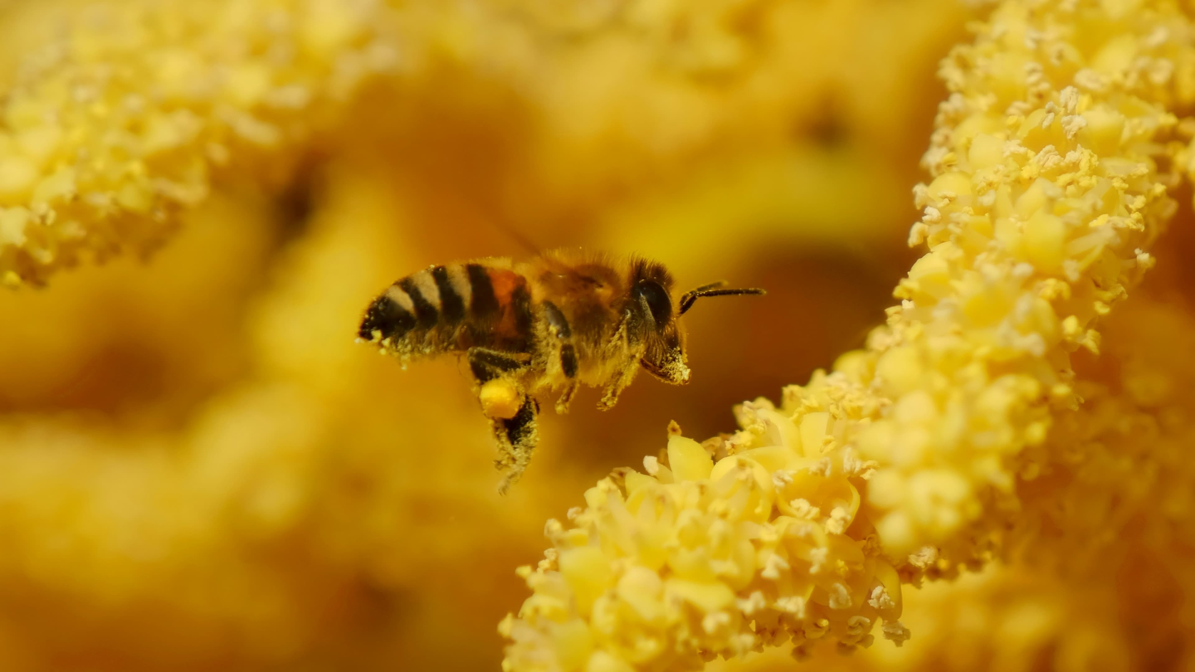 USDA Crop Progress: Week 26 Pollination Data and H2 Starch Ingredient Outlook