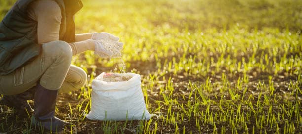 Sulfate d'ammonium : le sous-produit de l'engrais gagne en importance