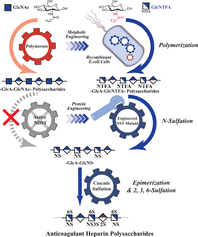 Heparin Biosynthesis Breakthrough: Enzyme-Only Production Could Permanently Change API Sourcing