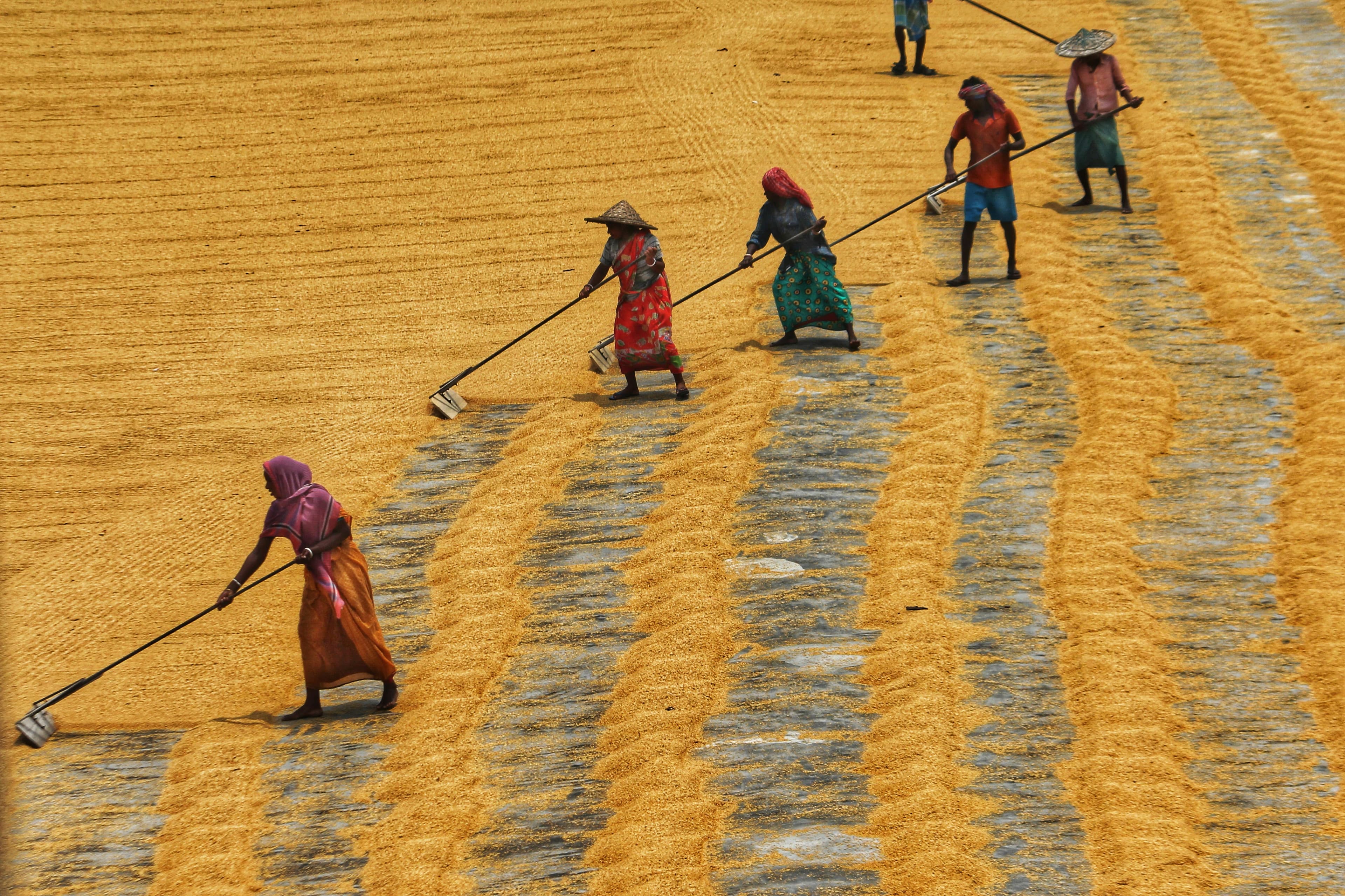 Marché agrochimique indien : l'expiration des exemptions de droits de douane le 30 juin augmente les coûts des intrants pour les formulateurs nationaux