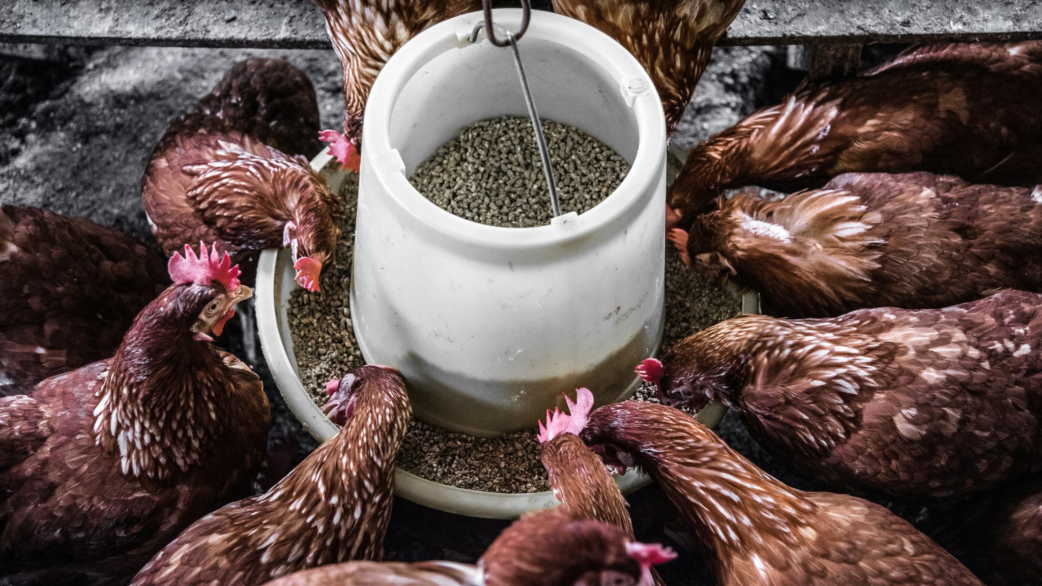 Additifs alimentaires pour animaux : la chimie à l'origine d'une meilleure nutrition du bétail