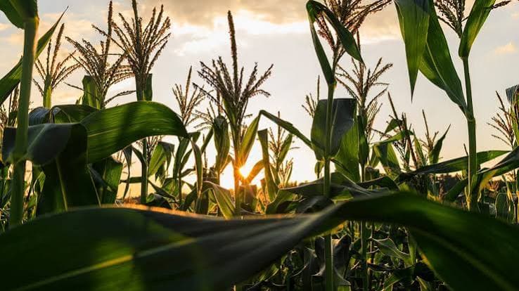 Amidon de maïs : la pollinisation des cultures américaines est terminée — Les résultats de la semaine 26 de l'USDA et leur signification