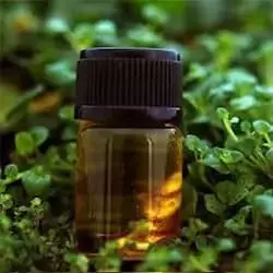 Alpha Pinene 95% - Espagne