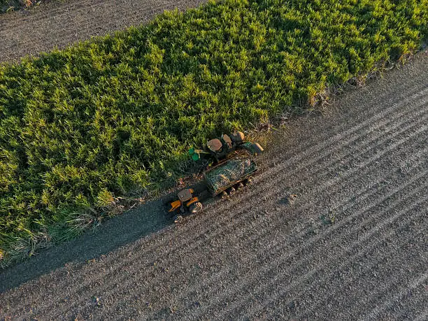 La bioraffinerie de canne à sucre du Brésil : un modèle pour l'éthanol renouvelable et les matières premières durables