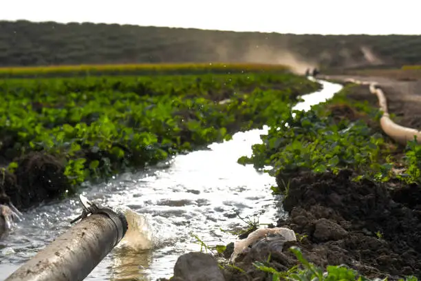 Production alimentaire pauvre en eau : pourquoi les fournisseurs d'ingrédients repensent la transformation