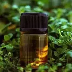 Alpha Pinene 95% - Spain